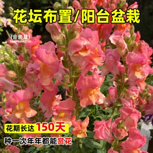 进口重瓣矮金鱼草种子 阳台室内盆栽花园露台春秋易播种 花卉种子