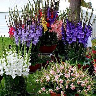 10球装进口剑兰唐菖蒲种球多年生庭院盆栽易活耐热花期长迷你剑兰