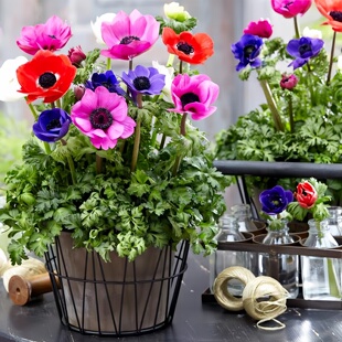 进口银莲花种球阳台庭院室内外冬季耐寒新手好养球根花卉盆栽植物