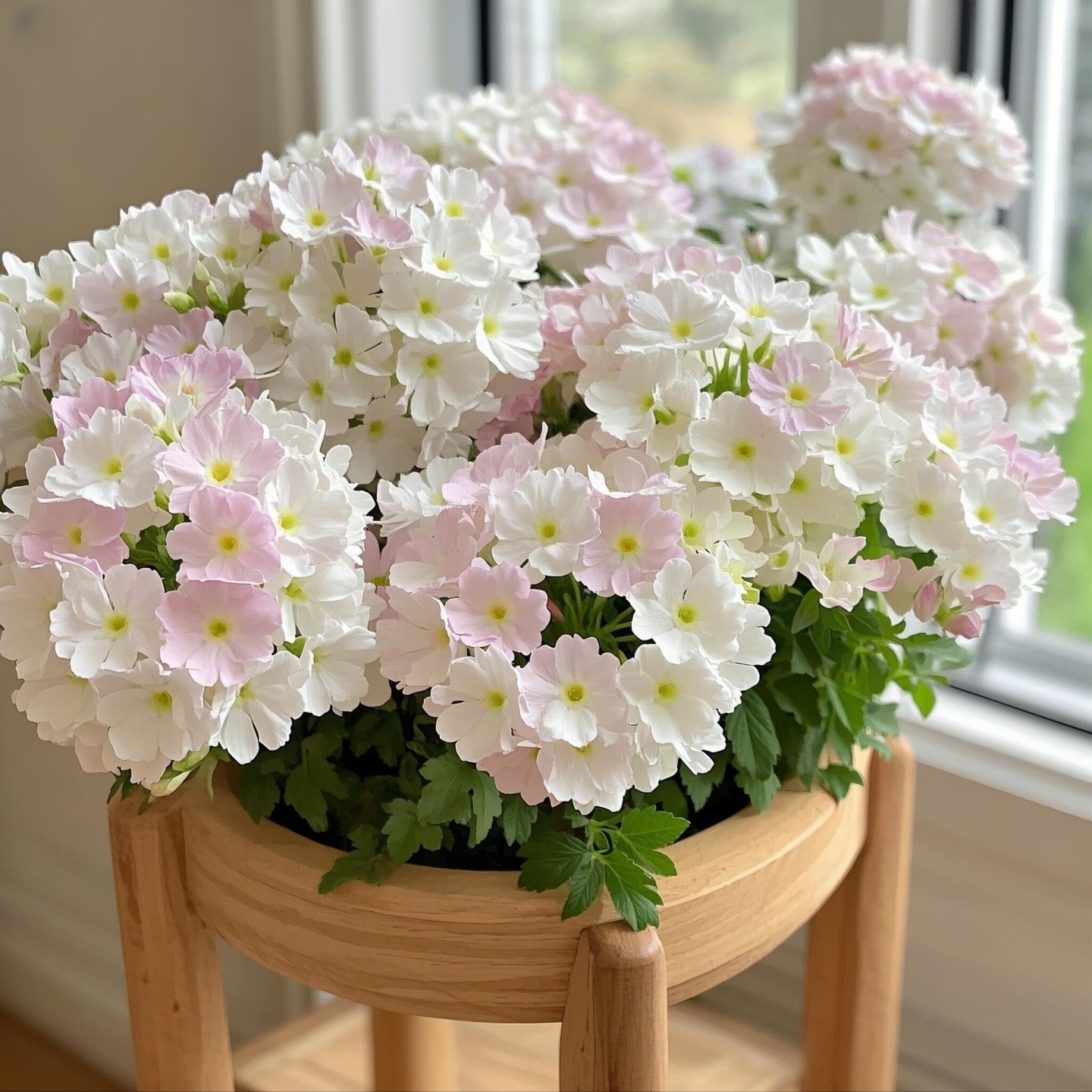 美女樱花籽盆栽细叶花种子