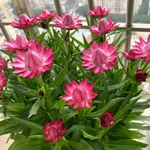 麦秆菊种子腊菊干花菊景观绿化盆栽花卉阳台园艺切花观花种籽子
