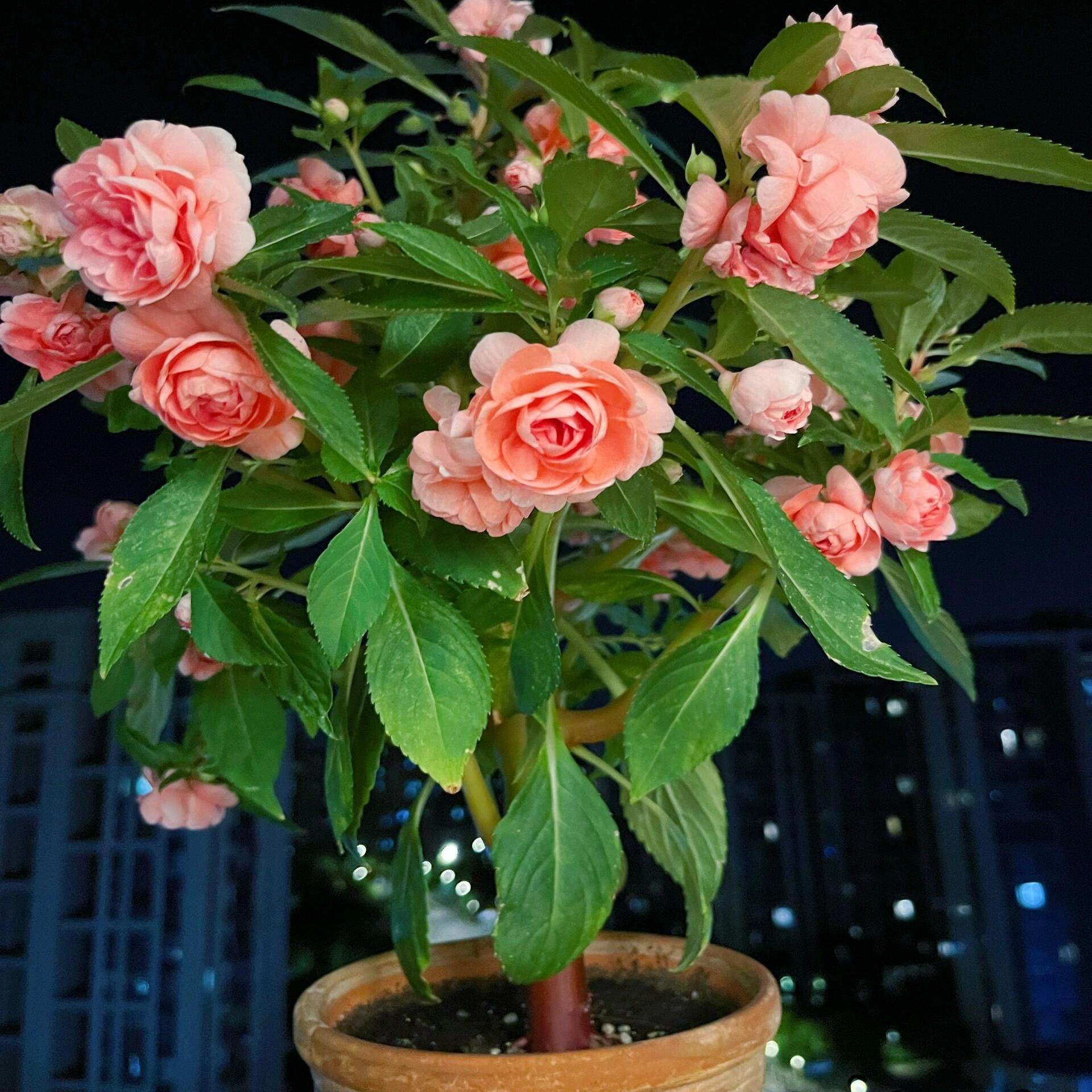 【茶花凤仙花种子】重瓣大花指甲花四季播种开花阳台庭院花卉种籽