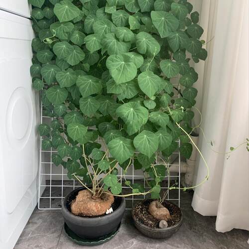 山乌龟金不换植物桌面爬藤绿植