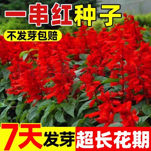 矮杆一串红种子高杆一串红