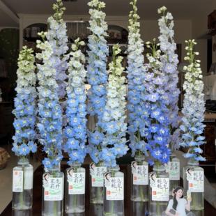 大花飞燕草庭院花种籽子四季播种开花室内混色秋季翠雀花种子花籽