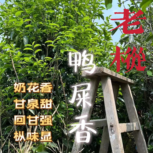 潮州凤凰单丛茶鸭屎香乌岽天池老枞鸭屎香坪坑头清香高山鸭屎香