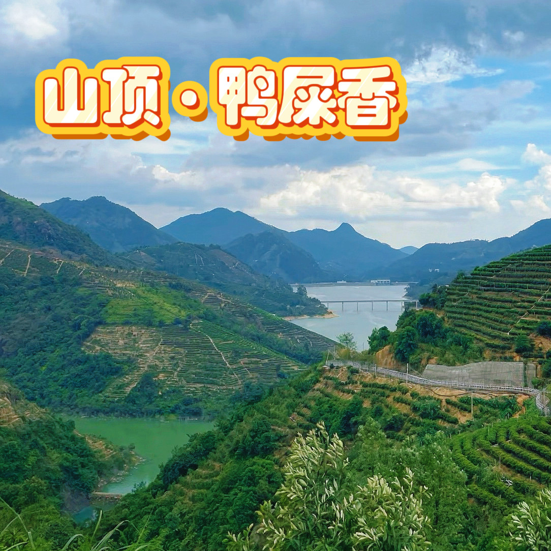 潮州市凤凰镇高山鸭屎香宋种黄枝香杏仁香山顶鸭屎香