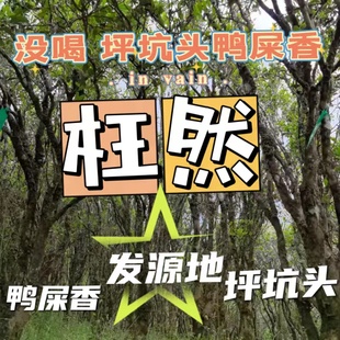 潮州凤凰单丛茶坑坑头鸭屎香乌岽天池老枞鸭屎香清香高山鸭屎香