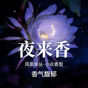 凤凰单丛茶黄枝香玉兰香花茶茉莉花茶夜来香