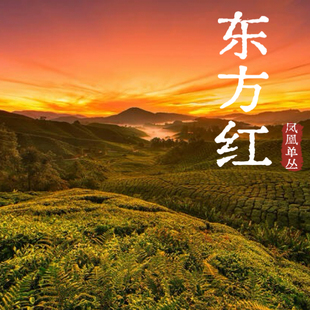 潮州市凤凰单丛茶东方红黄枝香黄栀香