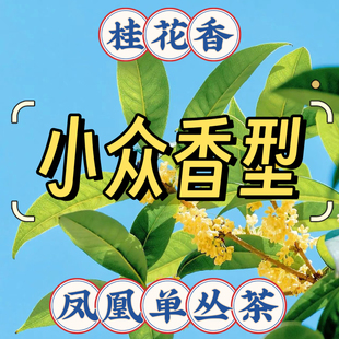 潮州凤凰单丛茶桂花香乌岽天池鸭屎香蜜兰香大乌叶