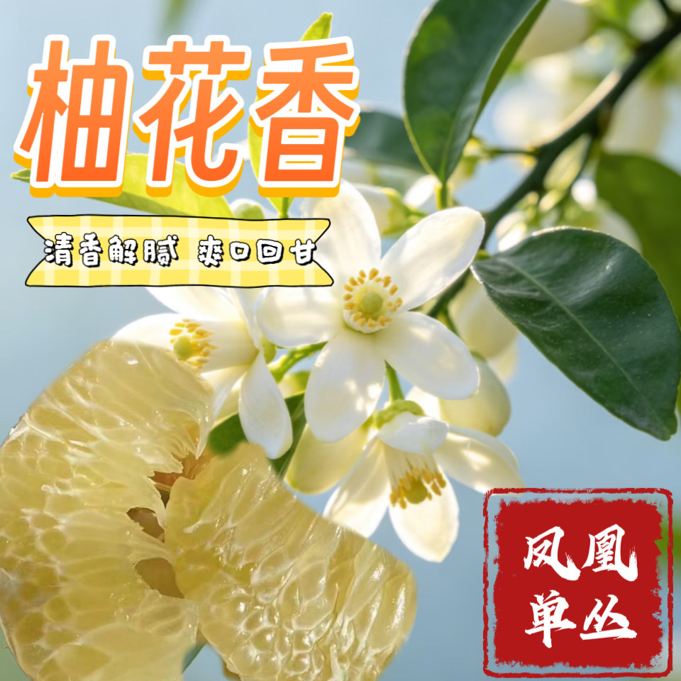 潮州凤凰镇柚花香鸭屎香宋种高山茶明前茶天池单丛