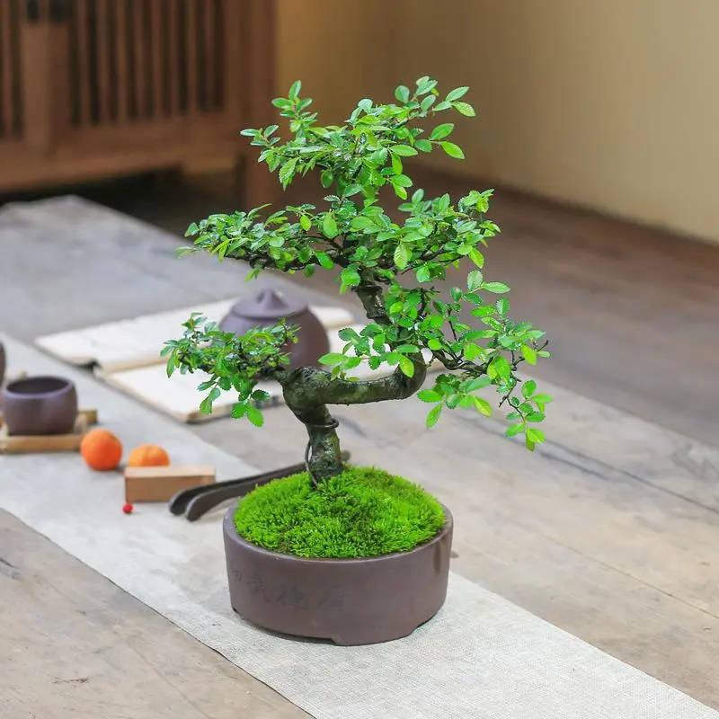 小叶赤楠盆栽小叶榔榆树苗老桩