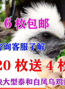正宗白凤乌鸡种蛋受精蛋孵化蛋