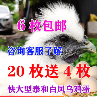 6枚包邮大泰和白凤乌鸡蛋竹丝鸡蛋白毛乌骨鸡蛋新鲜农村家土鸡蛋