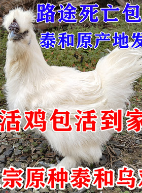江西原种泰和乌鸡活鸡老母鸡农村农家白凤乌骨鸡散养土鸡包活到家