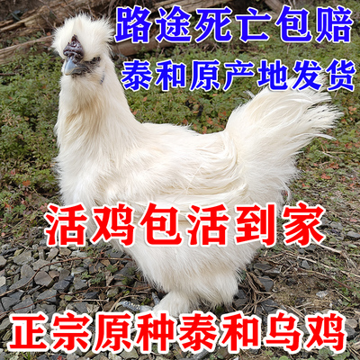 江西原种泰和乌鸡活鸡老母鸡农村农家白凤乌骨鸡散养土鸡包活到家