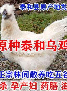 原种泰和乌鸡新鲜现杀农村农家江西白凤乌骨鸡老母鸡散养土鸡母鸡