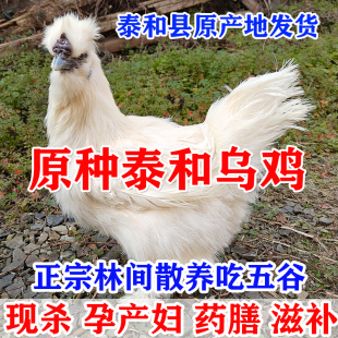 原种泰和乌鸡新鲜现杀农村农家江西白凤乌骨鸡老母鸡散养土鸡母鸡