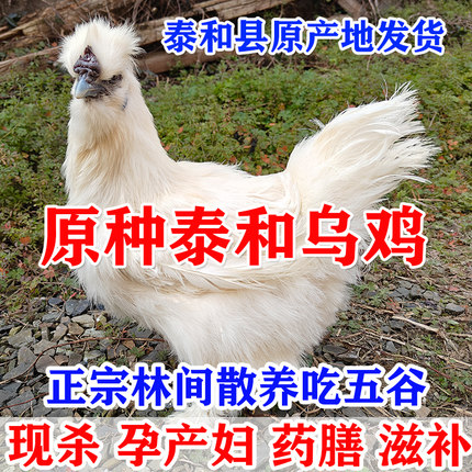 原种泰和乌鸡新鲜现杀农村农家江西白凤乌骨鸡老母鸡散养土鸡母鸡