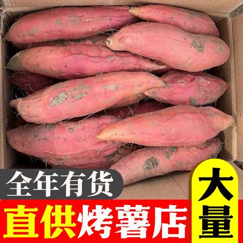 烤薯店用山东精品烟薯25号