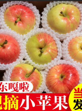 2026年现摘嘎啦美八早熟鲁丽小苹果山东旮旯脆甜新鲜水果应季