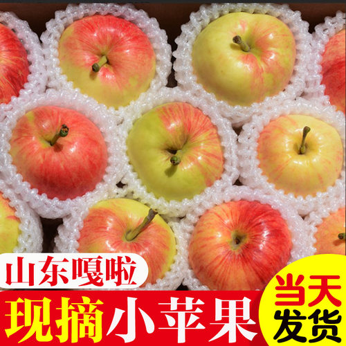 2026年现摘嘎啦美八早熟鲁丽小苹果山东旮旯脆甜新鲜水果应季