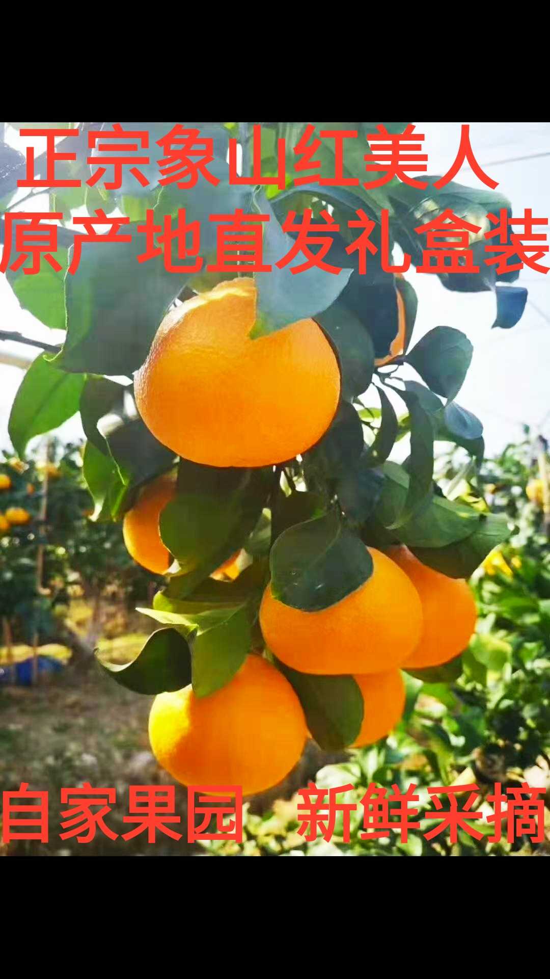 正宗象山红美人柑橘水果礼盒装