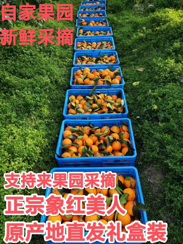 正宗象山红美人新鲜现摘海岛薄皮桔子柑橘水果爱媛28号5斤家庭装