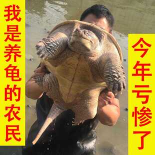 鳄鱼鳄北美鳄龟 活体大乌龟食用龟人工养殖大鳄龟小鳄龟鳄龟肉