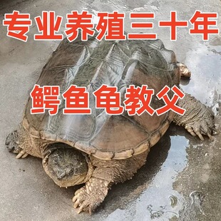 外塘鳄鱼龟鲜活食用龟大鳄龟肉红烧煲汤北美杂佛鳄鱼龟观赏龟包邮