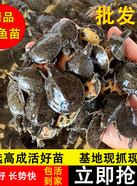 100只小甲鱼苗50g鲜活外塘中华鳖水鱼团鱼王八苗批发鳖苗甲鱼大苗