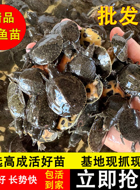 100只小甲鱼苗中华鳖苗水鱼团鱼