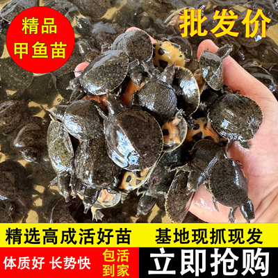 100只小甲鱼苗中华鳖苗水鱼团鱼