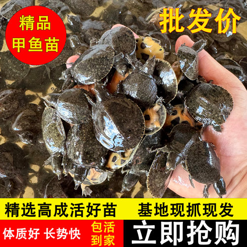 100只小甲鱼苗中华鳖苗水鱼团鱼