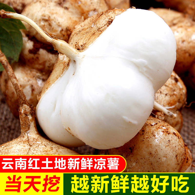 云南新鲜凉薯白地瓜土瓜沙葛地