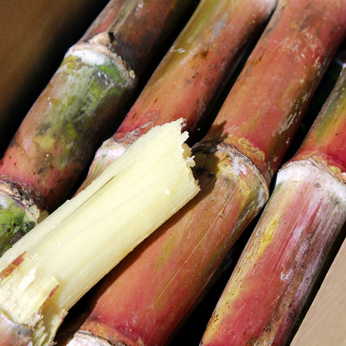 【精品纯中段】云南脆皮甘蔗