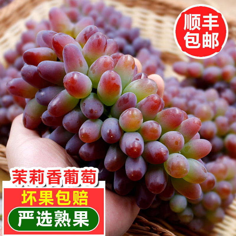 云南茉莉香葡萄无籽脆甜弥勒当季新鲜水果孕妇郁金香整箱顺丰包邮