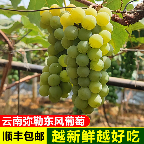 顺丰云南水晶葡萄当季