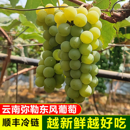 顺丰冷链云南水晶葡萄当季
