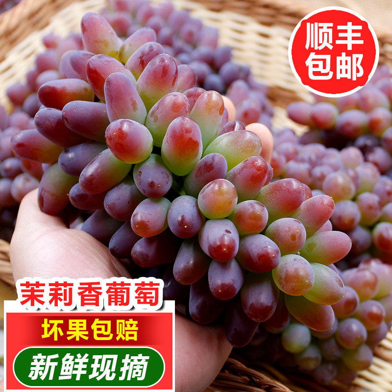 云南茉莉香葡萄无籽脆甜弥勒当季新鲜水果孕妇郁金香整箱顺丰包邮