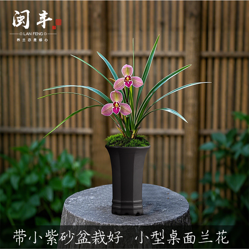 【双粉梅】带盆栽好叶艺兰花苗名贵植物室内兰草国兰浓香型好养