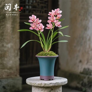 蘭名貴盆栽花卉植物濃香蘭草國蘭室內 蘭花苗建蘭四季 粉韻幽夢