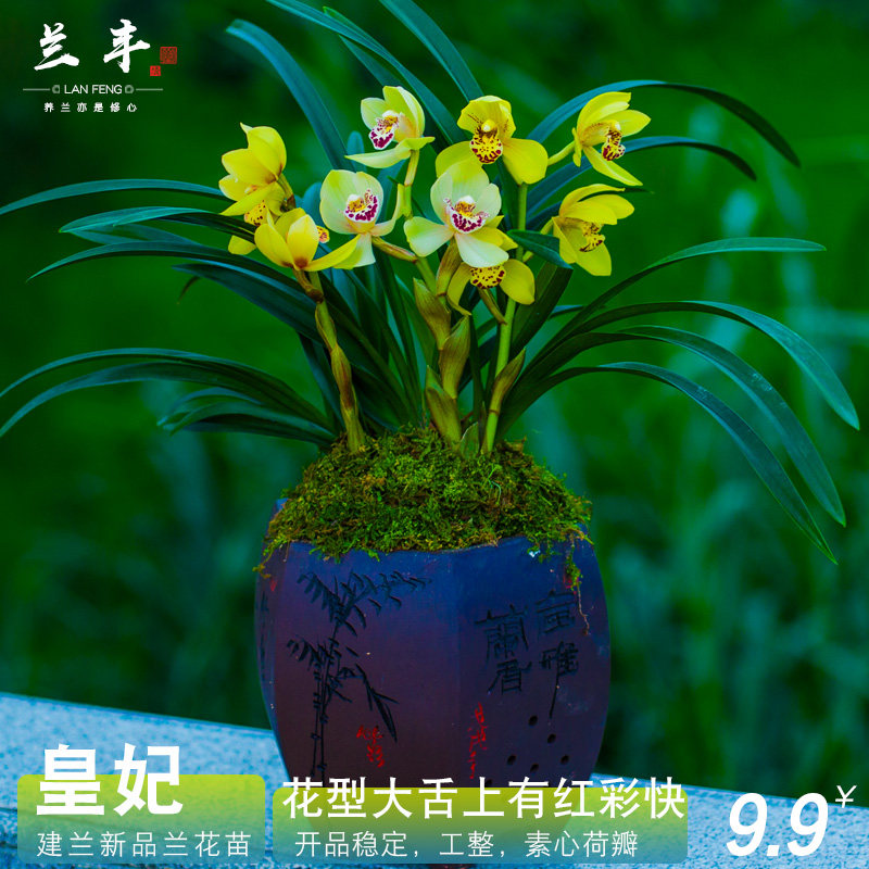 蘭花皇妃濃香帶花苞蘭草花卉盆栽植物名貴蘭花苗惠蘭蘭科建蘭稀有在類目 鮮花速遞/花卉仿真/綠植園藝, 花卉/綠植盆栽（新）, 花卉中 - 來自Buy2taobao.com提供專業的淘寶代購服務
