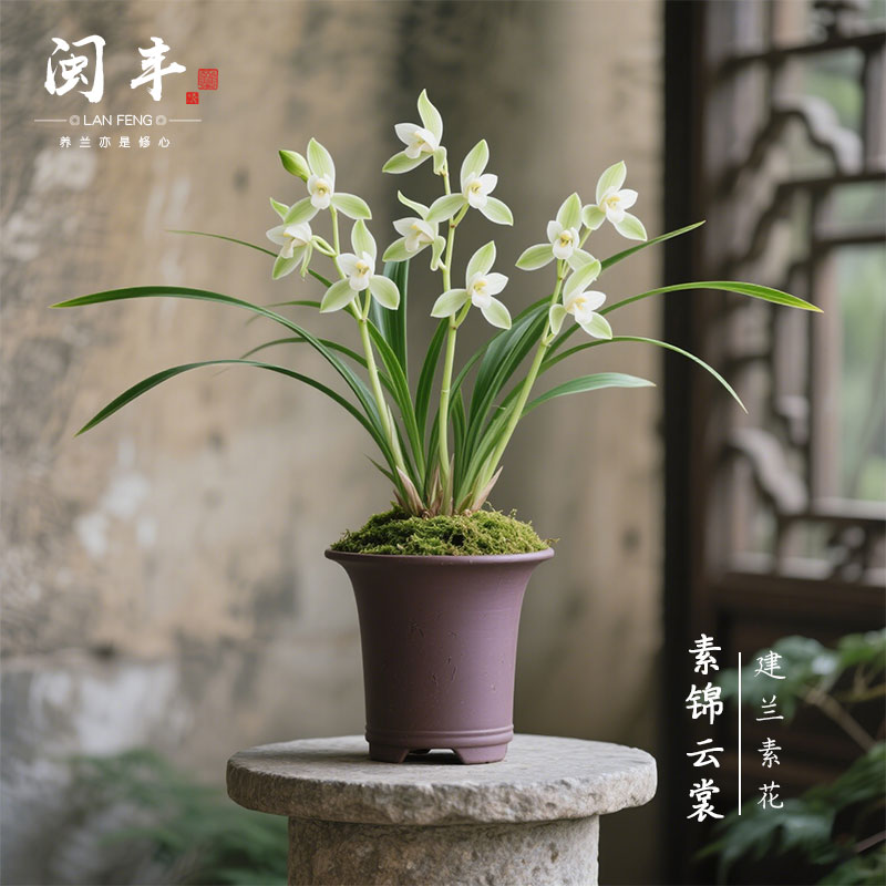 【素锦云裳】兰花苗建兰四季兰名贵盆栽花卉植物浓香兰草国兰室内