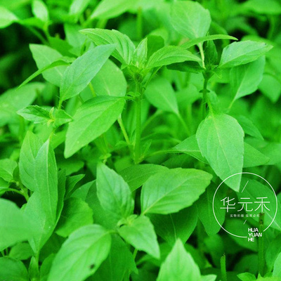 河南荆芥食用蔬菜种子包邮