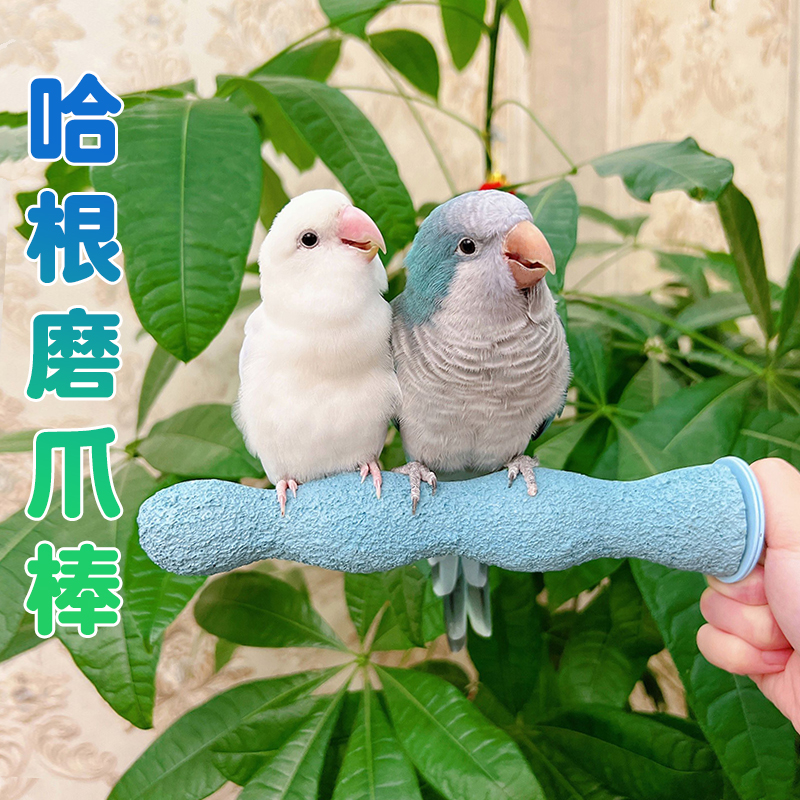 哈根哈利鹦鹉磨抓棒磨指尖不伤脚