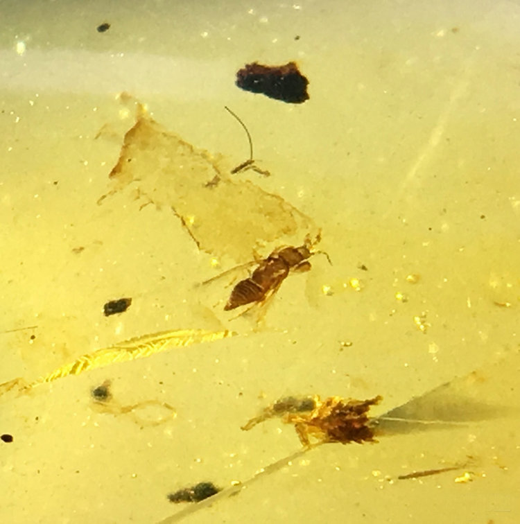 纯天然吊坠虫珀金珀昆虫化石