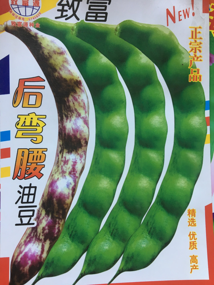 后弯腰油豆种子 东北油豆角种子 开锅烂 圆油豆 挤豆 蔬菜种子cz
