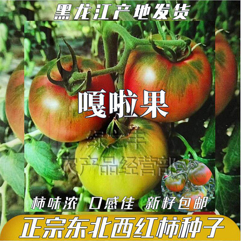 嘎啦果西红柿种子东北嘎啦果番茄籽青肩柿子草莓番茄铁皮柿子种子